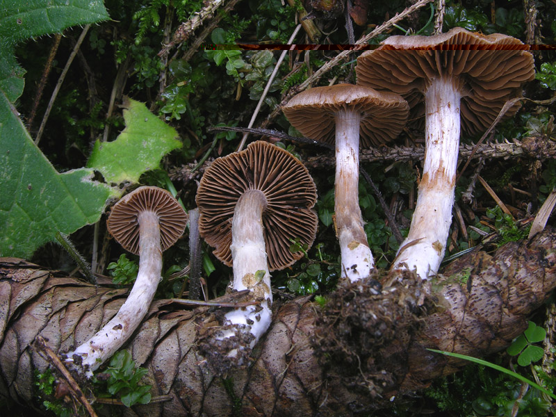 Cortinarius n�3. (cfr. Cortinarius sez. Bicolores)
